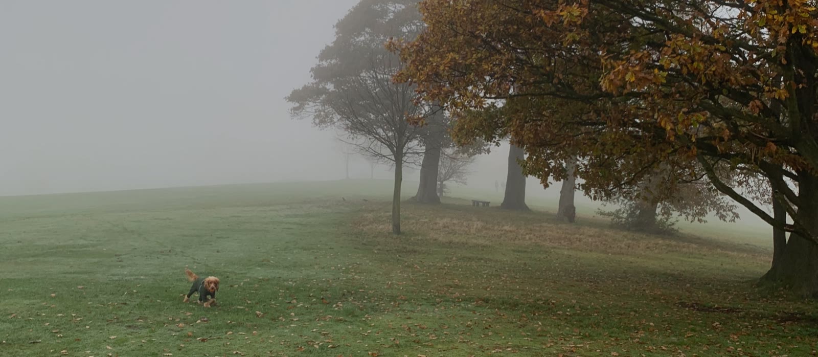 Louie running around a misty Roundhay Park