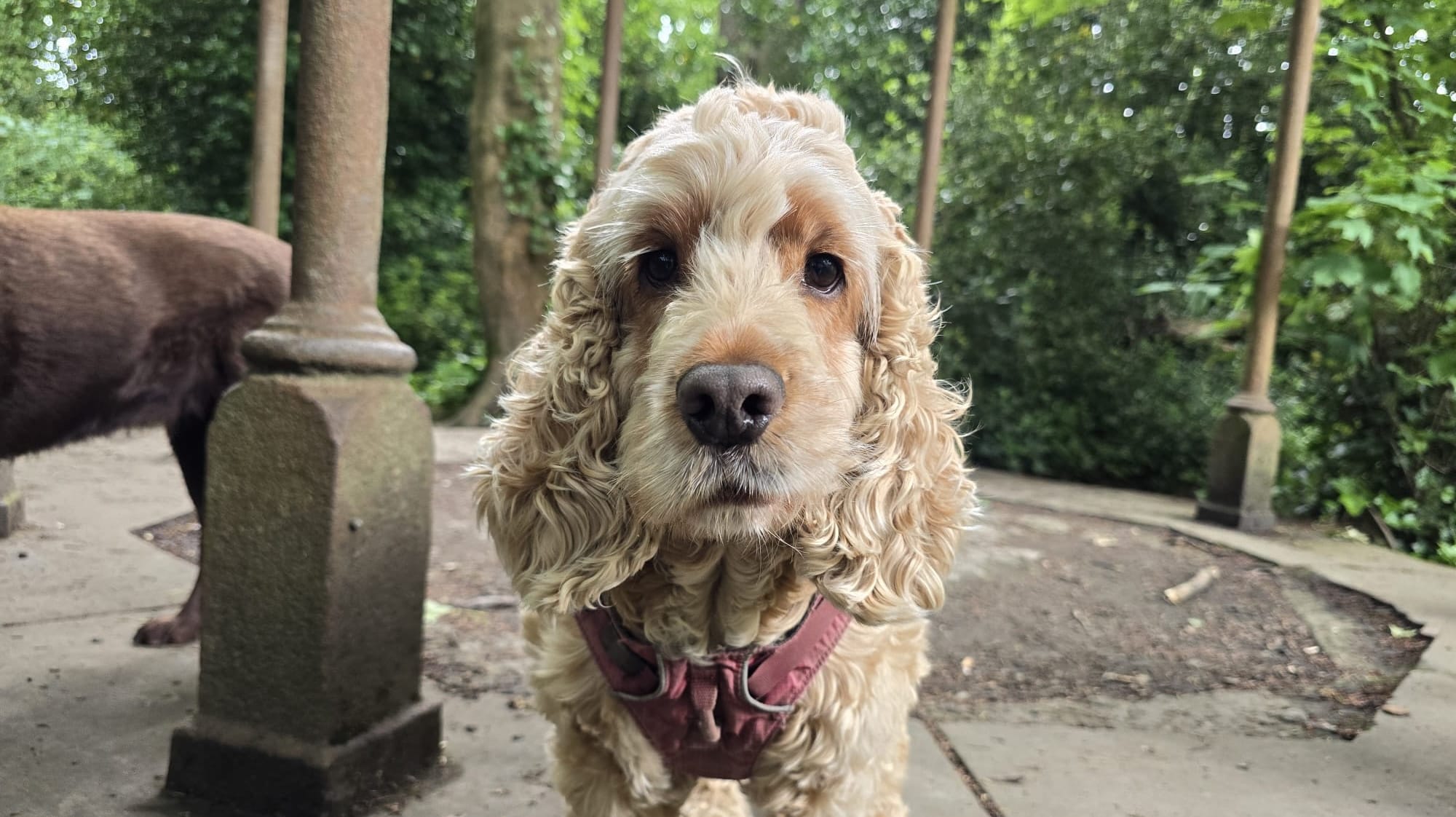 Louie posing for the camera